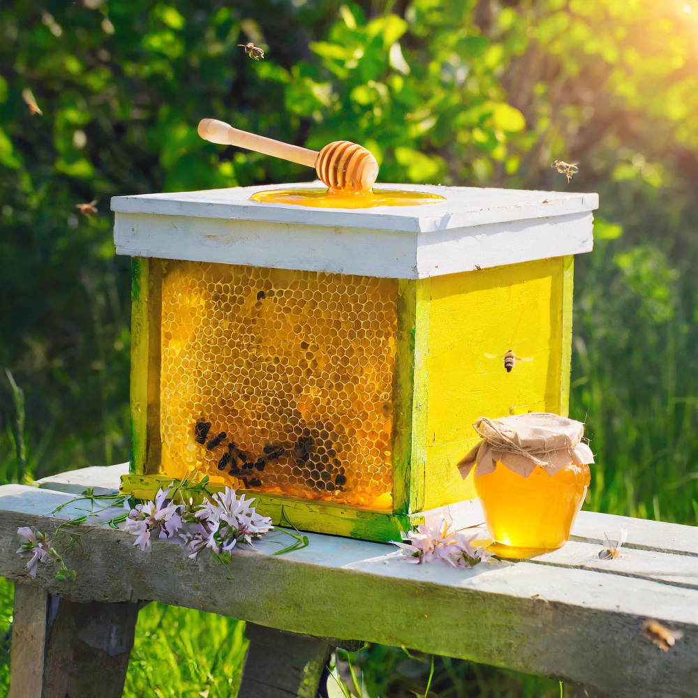 /تربية النحل